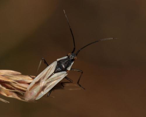 Acetropis carinata