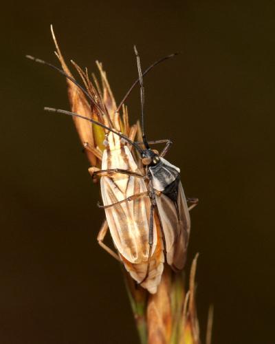 Acetropis carinata