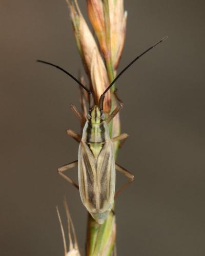 Acetropis carinata