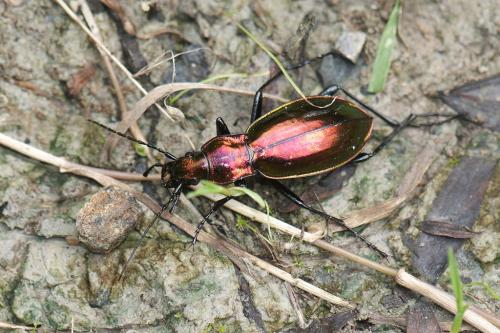 Réf. 108 776 : Carabus splendens