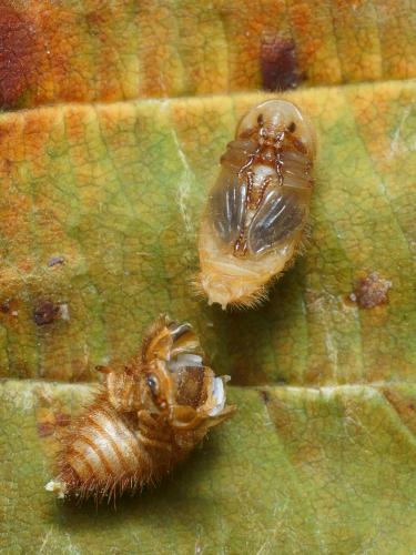 Réf. 108 735 : Dermestes olivieri