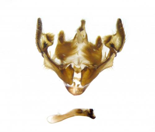 Réf. 108 925 : Apamea crenata