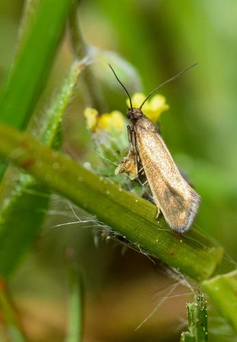 Réf. 108 612 : Glyphipterix fuscoviridella