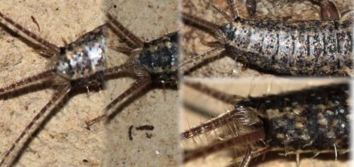 Réf. 108 224 : Ctenolepisma lineata