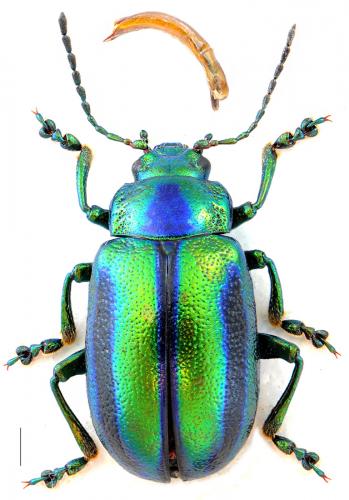 Oreina gloriosa