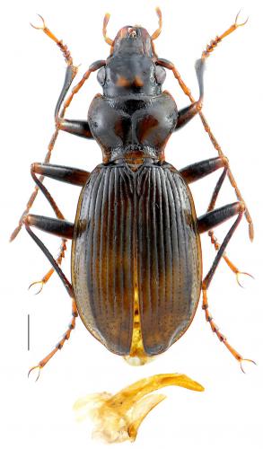 Nebria pictiventris