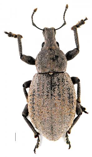 Barynotus margaritaceus