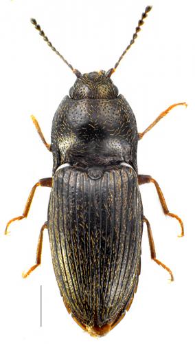 Hypnoidus riparius