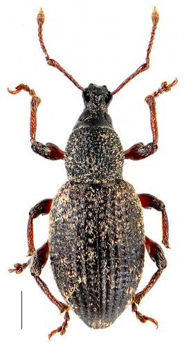 Otiorhynchus difficilis