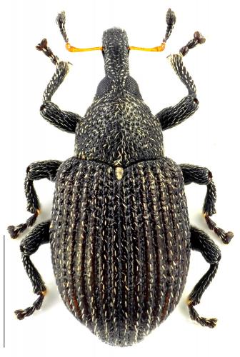 Anoplus roboris