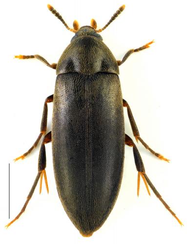 Orchesia minor