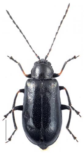 Luperus nigripes