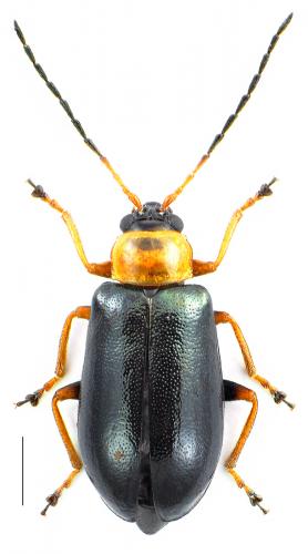 Réf. 108 984 : Luperus viridipennis