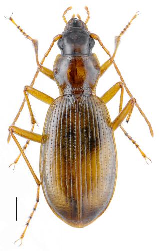 Nebria angusticollis