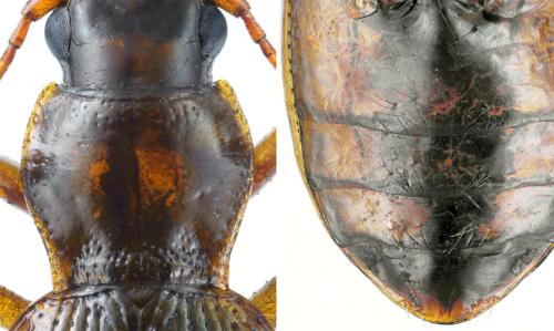 Nebria angusticollis