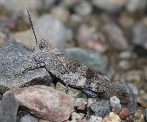 Oedipoda fuscocincta fuscocincta
