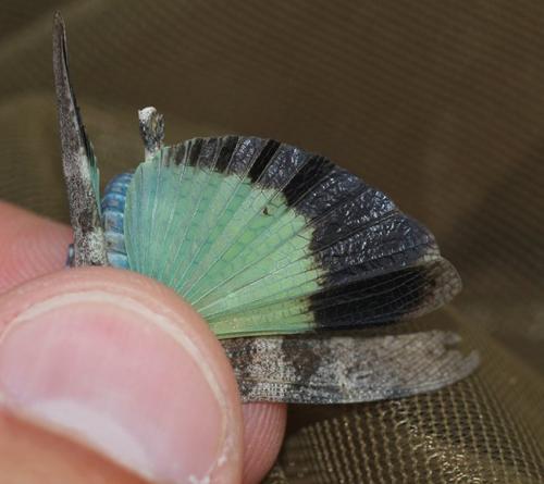 Oedipoda fuscocincta fuscocincta