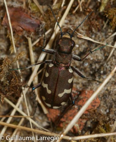Cicindela hybrida