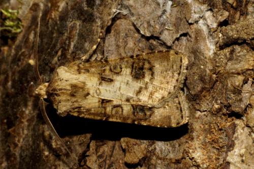 Réf. 108 389 : Agrotis clavis