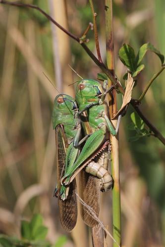 Réf. 108 519 : Locusta migratoria