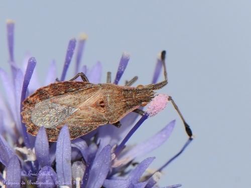 Réf. 108 236 : Spathocera lobata