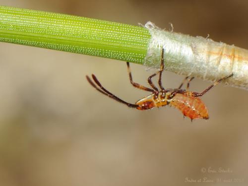 Leptoglossus occidentalis