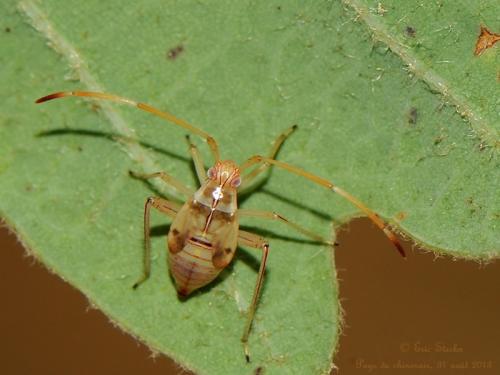 Réf. 108 266 : Megacoelum infusum