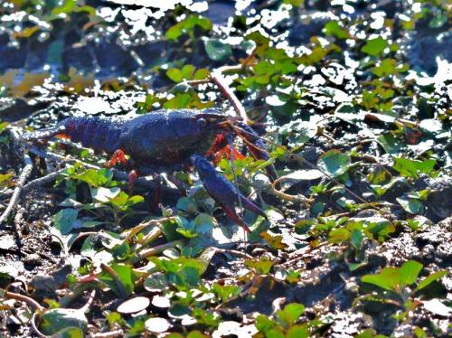 Réf. 108 891 : Procambarus clarkii