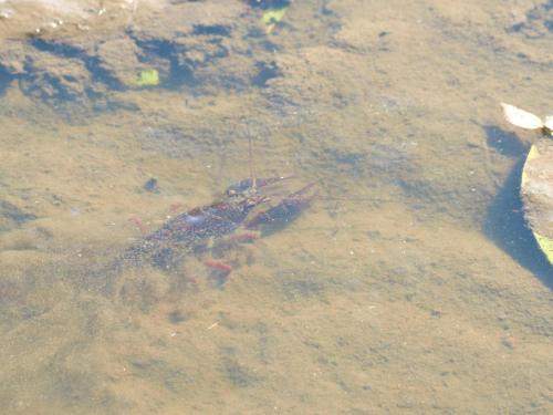 Réf. 108 892 : Procambarus clarkii