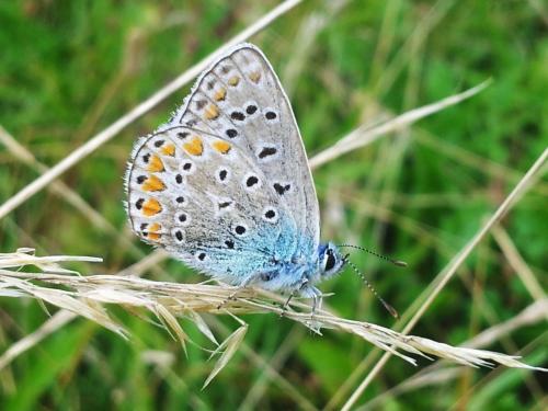 Polyommatus icarus