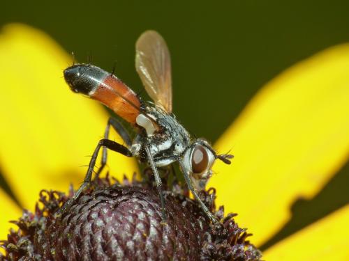 Réf. 108 178 : Cylindromyia sp.