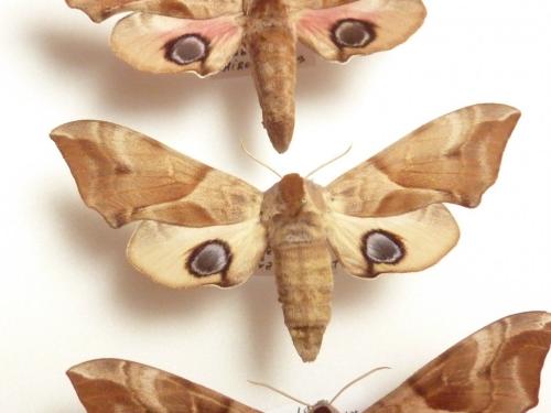 Smerinthus ocellata
