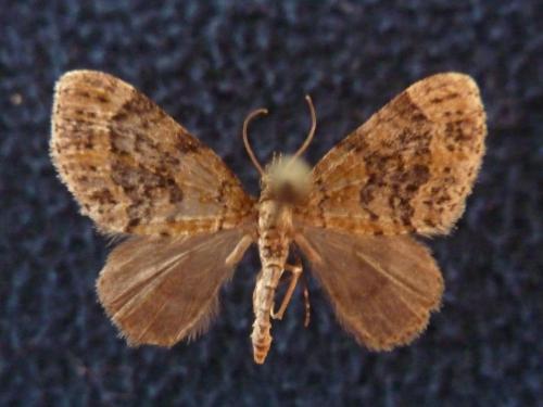 Réf. 108 286 : Acasis viretata