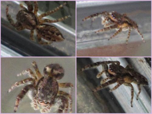 Marpissa muscosa