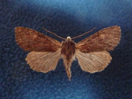 Réf. 108 924 : Apamea crenata