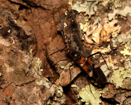 Systellonotus alpinus