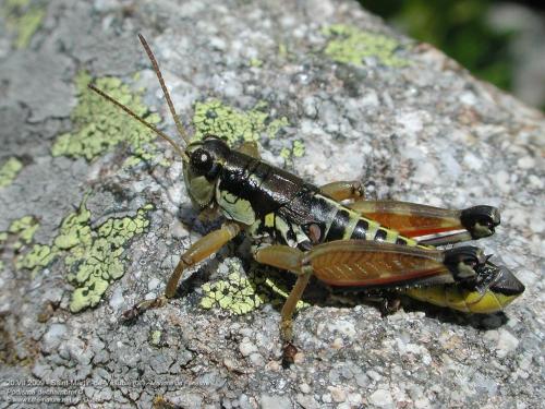 Réf. 108 590 : Podisma dechambrei dechambrei