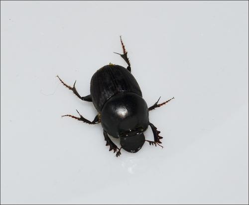 Onthophagus taurus