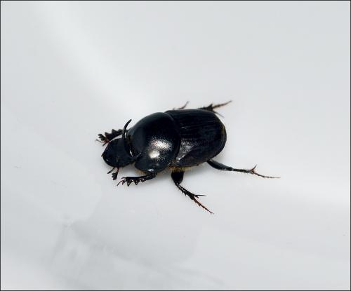 Onthophagus taurus