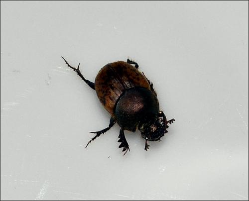 Onthophagus sp.