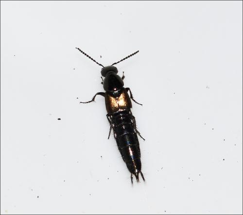 Réf. 108 202 : Philonthus sp.