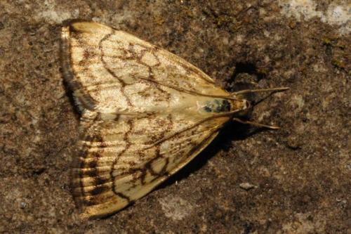 Réf. 108 145 : Evergestis pallidata