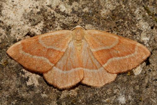 Réf. 108 291 : Hylaea fasciaria