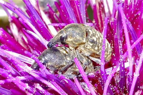 Larinus turbinatus