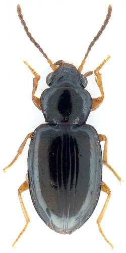 Sphaerotachys hoemorrhoidalis