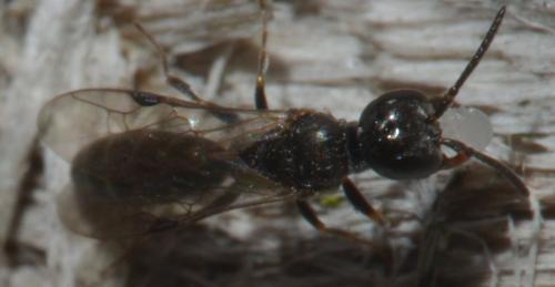 Passaloecus sp.