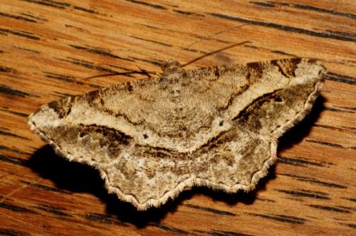 Réf. 108 287 : Chiasmia aestimaria
