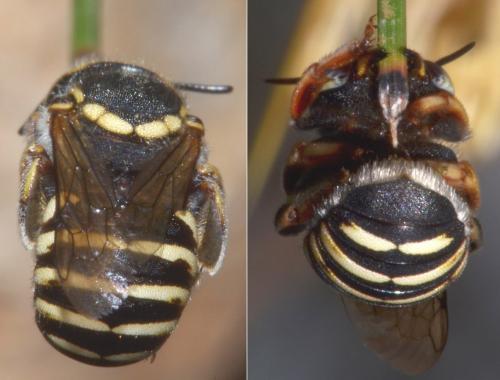 Anthidium diadema