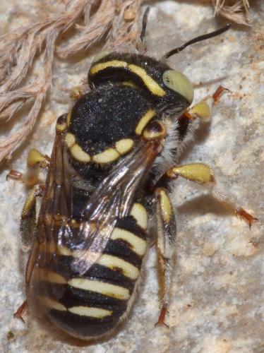 Réf. 108 063 : Anthidium diadema