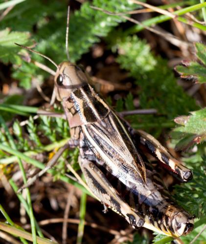 Réf. 108 136 : Arcyptera fusca